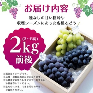 【2026年・発送】朝どり完熟ぶどうの詰め合わせ_果物・フルーツ ぶどう・マスカット  ブドウ 葡萄 _【配送不可地域：離島・沖縄県】【1017700】