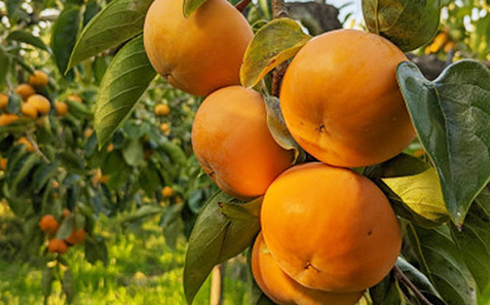 【先行予約】匠果樹園 富有柿【秀品】白紫箱 2Lまたは3Lサイズ【2026年11月~12月発送】_果物・フルーツ 柿(カキ) かき_【1473510】