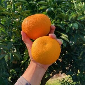 【2026年1月以降順次発送】和歌山産　八朔(ご家庭用サイズ混合約10kg箱)_果物・フルーツ  柑橘 _【1496235】