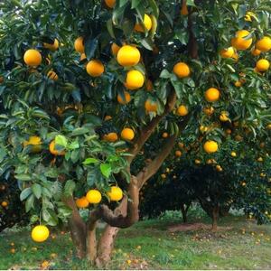 【2026年1月以降順次発送】和歌山産　八朔(ご家庭用サイズ混合約10kg箱)_果物・フルーツ  柑橘 _【1496235】