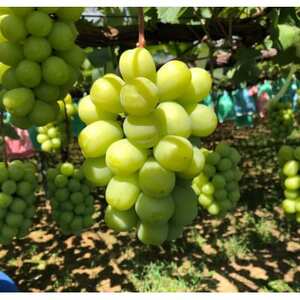 【2026年夏発送】先行受付 旬のシャインマスカット詰め合わせ約1.8キロ(和歌山県橋本市産)_果物・フルーツ ぶどう・マスカット  ブドウ 葡萄 _【配送不可地域：離島】【1515363】