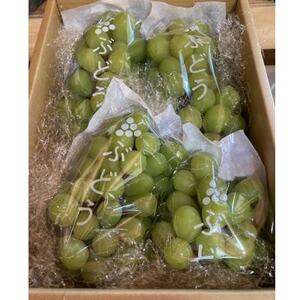 【2026年夏発送】先行受付 旬のシャインマスカット詰め合わせ約1.8キロ(和歌山県橋本市産)_果物・フルーツ ぶどう・マスカット  ブドウ 葡萄 _【配送不可地域：離島】【1515363】