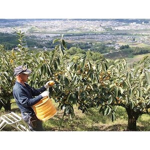 柳フルーツ園のたねなし柿　5kg_果物・フルーツ 柿（カキ）  かき_【1077823】