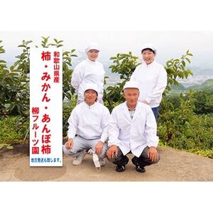 柳フルーツ園のたねなし柿　5kg_果物・フルーツ 柿（カキ）  かき_【1077823】