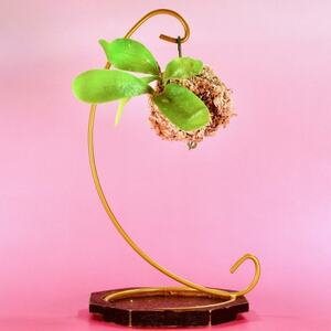 苔玉　ビカクシダ_花・観葉植物 観葉植物・苗木  _【1605626】