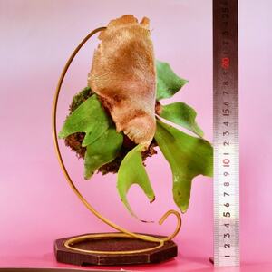 苔玉　ビカクシダ_花・観葉植物 観葉植物・苗木  _【1605626】