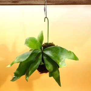 苔玉　ビカクシダ_花・観葉植物 観葉植物・苗木  _【1605626】