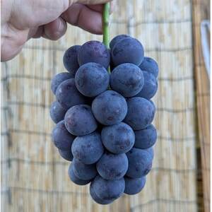 【2026年夏発送】お試しサイズ約1kg 梅田農園の種無し巨峰 来季分先行受付【配送不可地域:離島】【1642883】