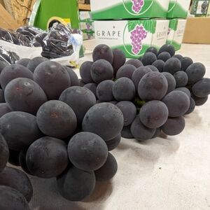 【2026年夏発送】お試しサイズ約1kg 梅田農園の種無し巨峰 来季分先行受付【配送不可地域:離島】【1642883】
