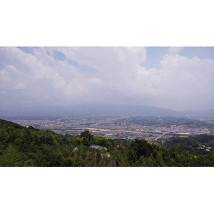 富有柿12個入り(2Lサイズ)_果物・フルーツ 柿（カキ）  かき_【1138922】