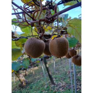 訳あり　キウイフルーツ(ヘイワード)　約3kg_果物・フルーツ キウイ  きうい_【1394616】