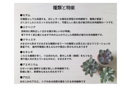 おまかせ多肉植物詰め合わせ（40種）(B161-1)