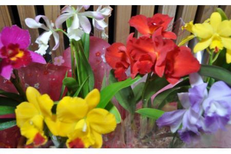 ミニ・ミディカトレア3種寄せ植え(B898-1)