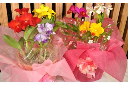 ミニ・ミディカトレア3種寄せ植え(B898-1)