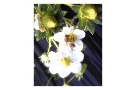 特選 大粒いちご 「まりひめ」1箱(B236-2)