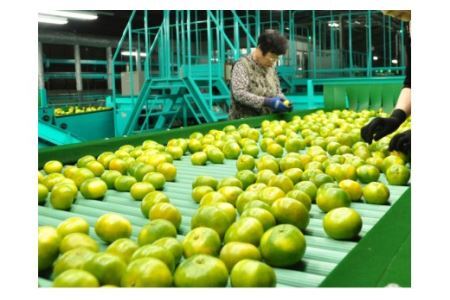 【10月お届け】有田みかん「未来への虹」（10kg）(B233-2)