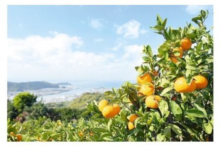 【10月お届け】有田みかん「未来への虹」（10kg）(B233-2)