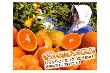 訳アリ 旬のかんきつ詰め合わせ 10kg(B145-5)