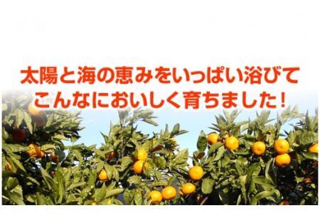 訳アリ 旬のかんきつ詰め合わせ 10kg(B145-5)