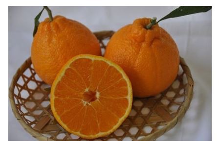 有田の旬果　詰め合わせ(B152-1)