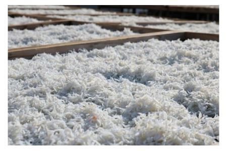 小分けパック 釜揚げしらす100g×8パック(B204-2)