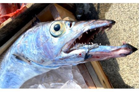 漁師の鮮魚箱(約2kg)(B669-2)