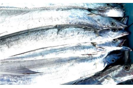 漁師の鮮魚箱（約4kg）(B890-3)