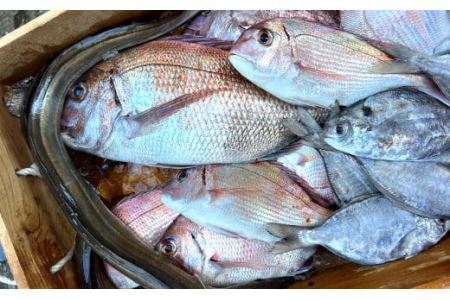 漁師の鮮魚箱（約4kg）(B890-3)