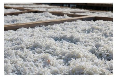 上干ちりめん1kg(B479-2)