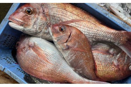 漁師が自ら仕上げた旬のおまかせ無添加干物7種セット(B668-2)