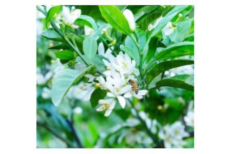 とんがり容器でお届け！はちみつ２種(みかん蜜、山蜜)各　500g(B183-1)