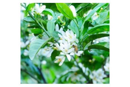 国産純粋はちみつ(みかん蜜) 600g(B163-1)