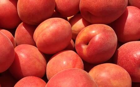 MIYAYOSHI BLACK LABEL No.09 large bottle（B968-2）