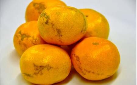 有田みかん「風のしるし」（約10kg）(B241-2)