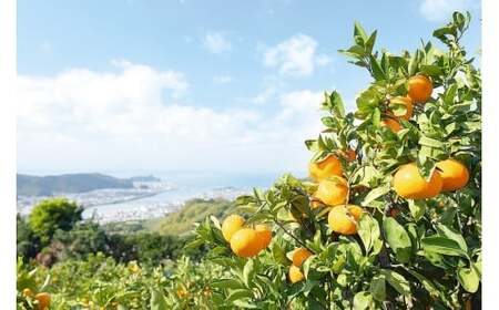 有田みかん「風のしるし」（約5kg）(B1051-1)