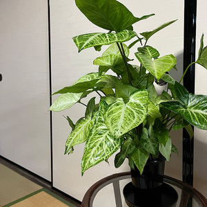 シンゴニューム・ホワイトバタフライ(観葉植物)(B1048-1)