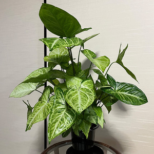 シンゴニューム・ホワイトバタフライ(観葉植物)(B1048-1)