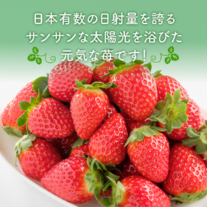 《2月発送平日》農家直送 完熟まりひめ（和歌山県オリジナルブランド いちご）4パック 【配送不可地域：北海道・沖縄・離島】