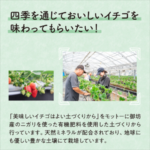 《2月発送平日》農家直送 完熟まりひめ（和歌山県オリジナルブランド いちご）4パック 【配送不可地域：北海道・沖縄・離島】