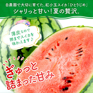 【0750-4】自農園産　紅小玉スイカ「ひとりじめ」2～3玉≪先行予約≫2026年6月中旬から順次発送【配送不可地域：北海道・青森・秋田・岩手・沖縄・離島】