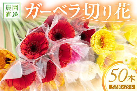 【0773-5】御坊の花 農園直送 ガーベラ切り花５０本
