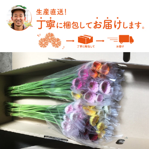 【0773-5】御坊の花 農園直送 ガーベラ切り花５０本