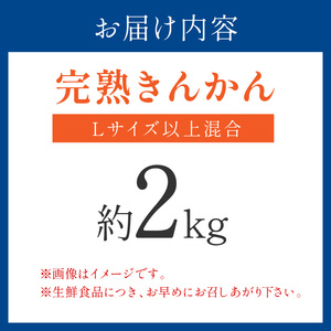 【1183】完熟きんかん/金柑 約2kg 和歌山産≪先行予約2026年2月頃より順次発送分≫