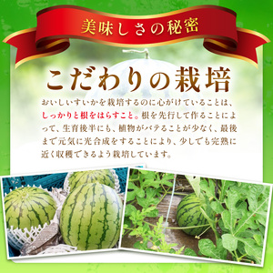 【1246】選び抜いた！小玉すいか ピノガール 2L 2玉《先行予約》2026年6月上旬から順次発送予定【 配送不可地域：北海道・沖縄・離島】