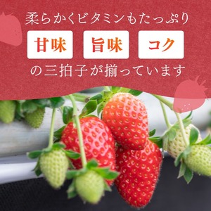 【1226_03】農家直送!大粒完熟まりひめ いちご 2パック(3月発送)配送不可地域【北海道・沖縄・離島】