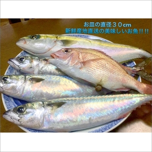 御坊産　鮮魚セット2.5kg【配送不可地域】沖縄・北海道・東北・九州