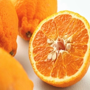 【0051-3】和歌山産 しらぬひ【デコポン】約4.5kg 濃厚春みかん≪2026年2月下旬頃より順次発送分≫