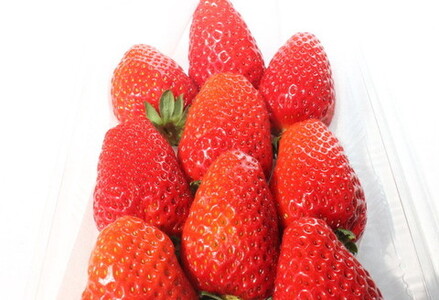 【0203-3】和歌山県オリジナルいちご「まりひめ」【配送不可地域：北海道・青森・秋田・岩手・沖縄】