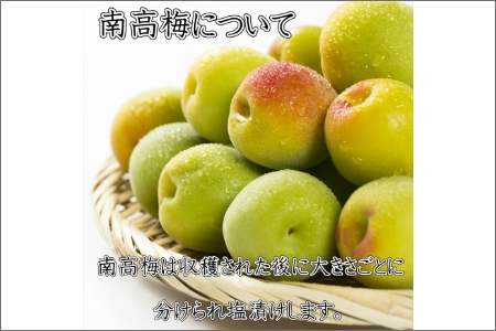 紀州南高梅　味梅(白干し梅)3Lサイズ　1.2kg（塩分7%）