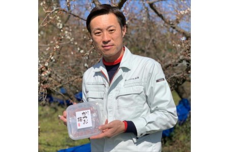紀州南高梅 はちみつ梅500g、かつお梅500g 食べ比べセット